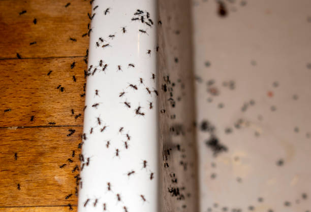 Best Affordable Pest Control Services  in Jim Thorpe, PA